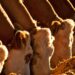 Beef Prices Shock Food Inflation Metrics