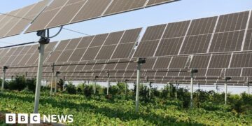 Will farming under solar panels take off?