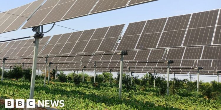 Will farming under solar panels take off?
