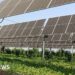 Will farming under solar panels take off?