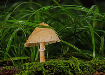 Unlocking Nature’s Secrets: An In-depth Dive into Science