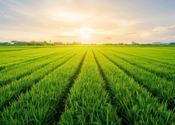 A tiny mineral may hold the secret to feeding billions sustainably