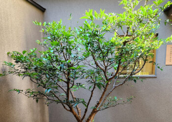 Reviving Japan’s Tachibana Citrus: A Nara Cafe Experience