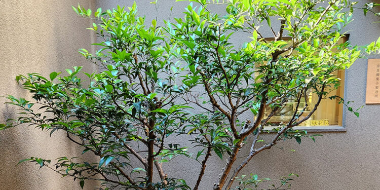 Reviving Japan’s Tachibana Citrus: A Nara Cafe Experience