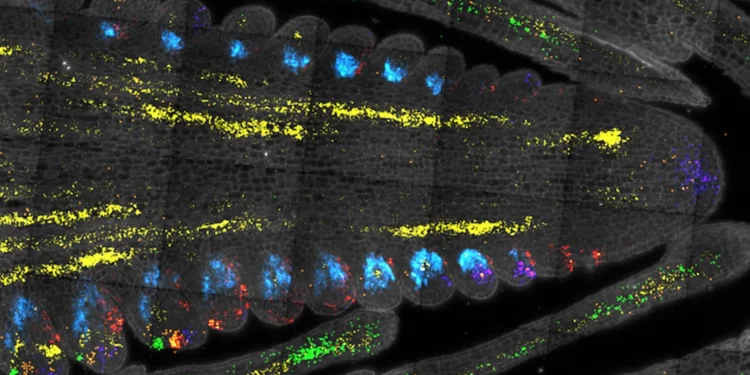 Scientists just found the “master switch” for plant growth