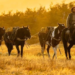 Guardians of Patagonian Cowboy Culture Invite Guests to Ride, Learn and Heal During the Year of the | News