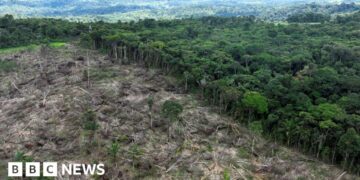 Nature loss is a national security risk, intelligence groups warn