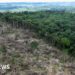 Nature loss is a national security risk, intelligence groups warn