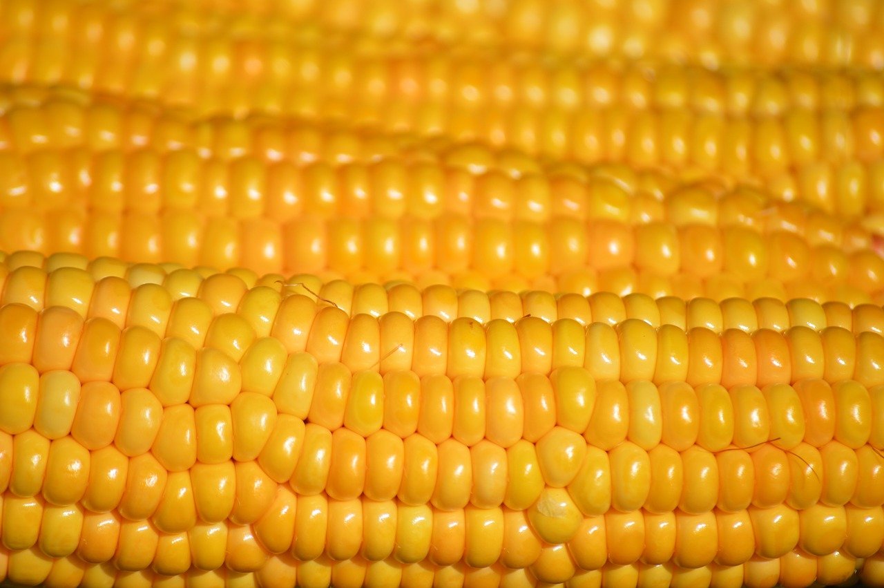 Food – Image 1