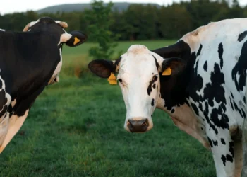 A once-in-a-generation discovery is transforming dairy farming