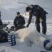 Scientists “quite surprised” to find one polar bear population thriving: “A fat bear is a healthy bear”