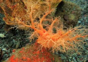 Sea cucumber cells appear ‘immortal’ and refuse to die