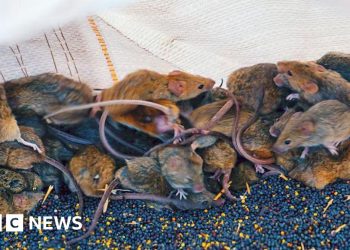 'It's like a decaying body': Australian farmers battle mouse plague