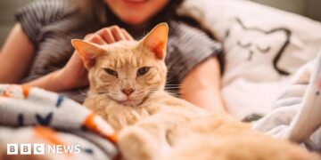 When can landlords increase rent? Can I get a cat? Your questions answered on renters’ rights changes