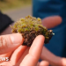 'Killer fungus' could be good news for habitats decimated by invasive moss