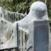 ‘Alarming-looking’ caterpillar webs in Exeter park ‘harmless’