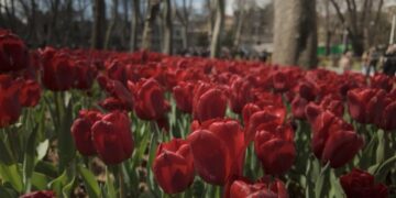 3.5 million tulips take over this city. No, it’s not in the Netherlands