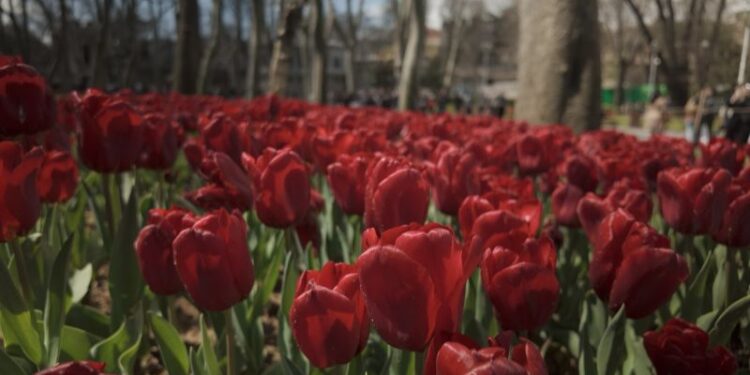 3.5 million tulips take over this city. No, it’s not in the Netherlands