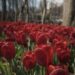 3.5 million tulips take over this city. No, it’s not in the Netherlands