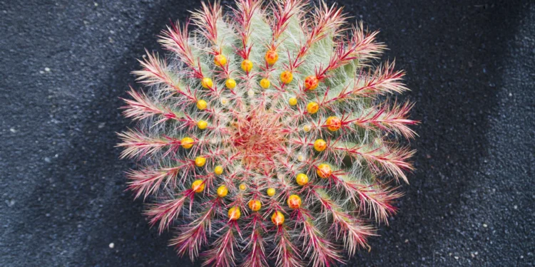 Cacti are evolving shockingly fast and scientists just learned why