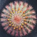 Cacti are evolving shockingly fast and scientists just learned why