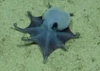 Tiny, blue Galápagos octopus identified as newfound species
