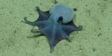 Tiny, blue Galápagos octopus identified as newfound species