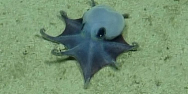 Tiny, blue Galápagos octopus identified as newfound species
