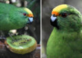 The New Zealand Parakeet Pair That Are Saving Their Species