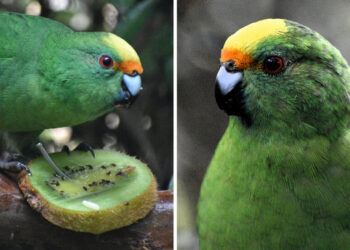 The New Zealand Parakeet Pair That Are Saving Their Species