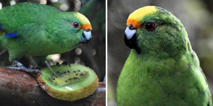 The New Zealand Parakeet Pair That Are Saving Their Species