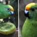 The New Zealand Parakeet Pair That Are Saving Their Species