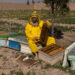 The Women Running Businesses Under Taliban Rules