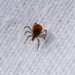 It’s Time to Worry About Ticks in the City