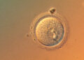 In a First, Scientists Precisely Edit Human Embryo Genes