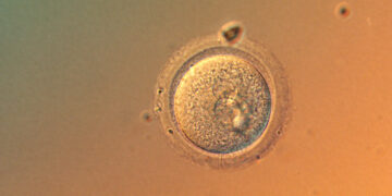 In a First, Scientists Precisely Edit Human Embryo Genes