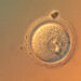 In a First, Scientists Precisely Edit Human Embryo Genes