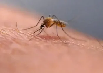 Scratching that bug bite might feel good at first but science explains why it’s a bad idea – National