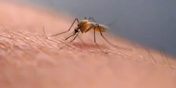Scratching that bug bite might feel good at first but science explains why it’s a bad idea – National