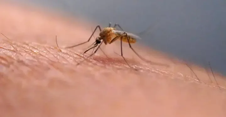 Scratching that bug bite might feel good at first but science explains why it’s a bad idea – National