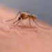 Scratching that bug bite might feel good at first but science explains why it’s a bad idea – National