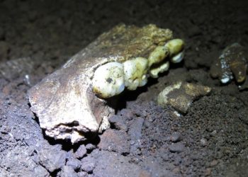 Fossils of archaic human found in a cave are the same sex. Scientists want to learn why