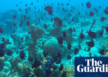 Freedivers, leftover cables and bits of clay: Cuba gets inventive to save its pristine reefs amid US blockade | Marine life