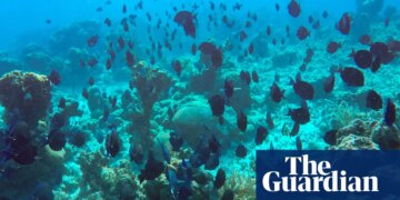 Freedivers, leftover cables and bits of clay: Cuba gets inventive to save its pristine reefs amid US blockade | Marine life
