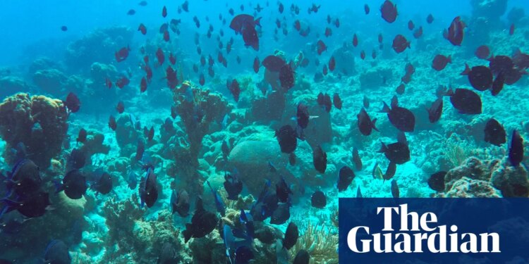 Freedivers, leftover cables and bits of clay: Cuba gets inventive to save its pristine reefs amid US blockade | Marine life