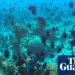 Freedivers, leftover cables and bits of clay: Cuba gets inventive to save its pristine reefs amid US blockade | Marine life