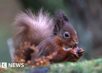 Red squirrel sickness reports in Tweeddale under investigation