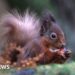 Red squirrel sickness reports in Tweeddale under investigation