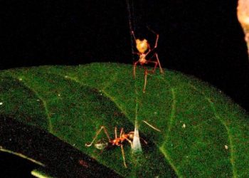 Spider’s spring-loaded trap launches prey into its web