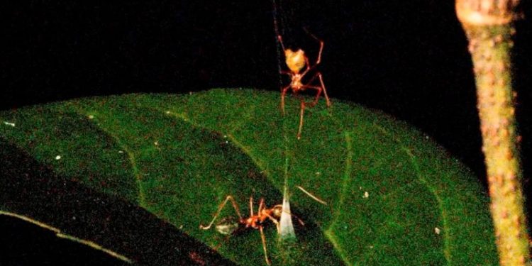 Spider’s spring-loaded trap launches prey into its web